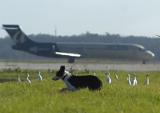 Airport Wildlife